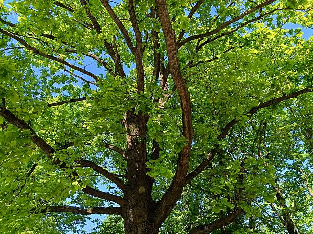 istock old oak tree continues to grow 2213921427