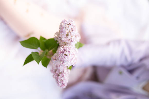 A branch with lilac flowers on a lilac background.