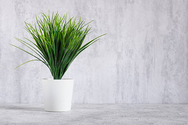 istock Decorative green tree in white pot on wall background and copy space. 2213923443