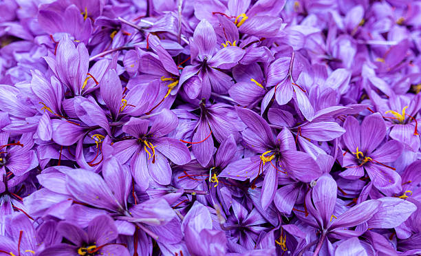 istock Saffron harvest, freshly picked flowers 2213924935