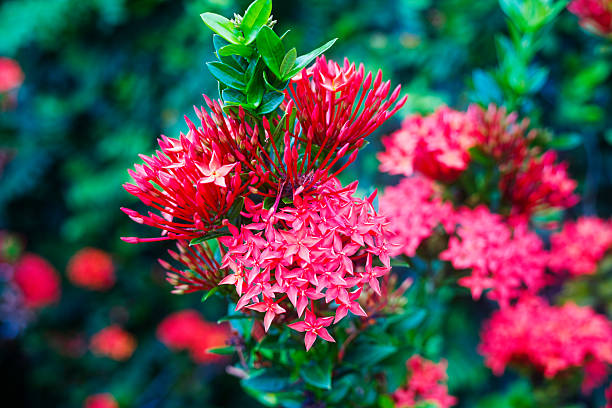 Large group of red magenta thai needle flowers  Glossy Ixora/ Bunga Selang/ Kramat Hujan/ Penabas