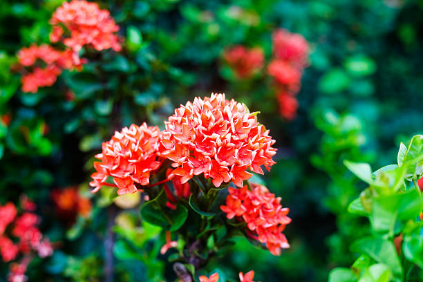 Bunch of orange thai needle flowers  Glossy Ixora/ Bunga Selang/ Kramat Hujan/ Penabas