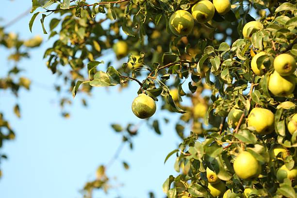 istock Ripe pears growing on tree in garden 2213925800