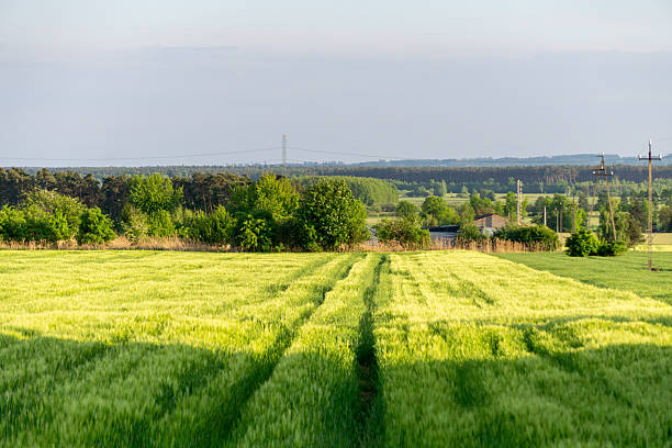 lush green cereal field with visible tractor tracks, surrounded by trees and a forested horizon in the background. A serene rural landscape capturing the balance between nature and agriculture. Perfect for illustrating themes of farming