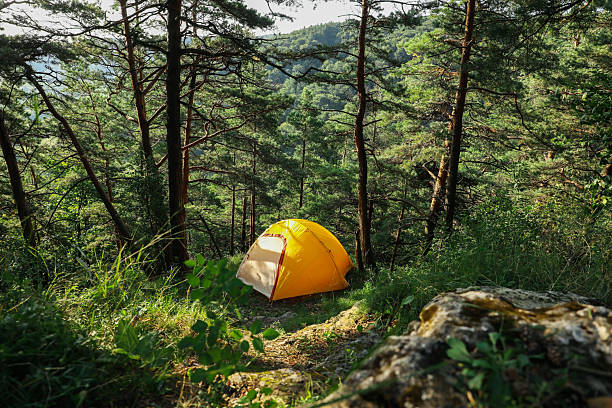 Camping tents among beech trees in Yedigöller in autumn