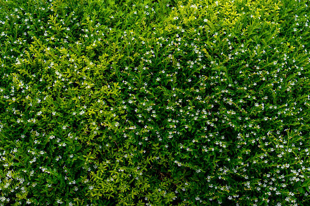 Dense green shrub with small white flowers in bloom, creating a natural textured background. Ideal for nature-themed designs, eco concepts, and fresh organic advertising visuals.