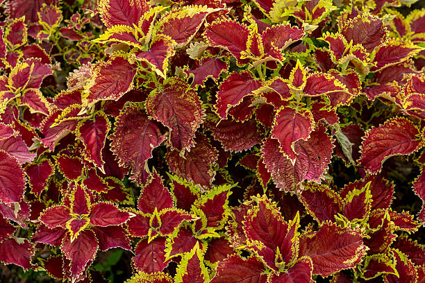 istock Vibrant Red and Green Coleus Foliage in a Dense Formation 2213928104