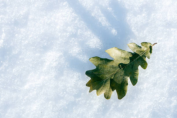 A leaf is on top of the snow. The leaf is green and it is on the snow