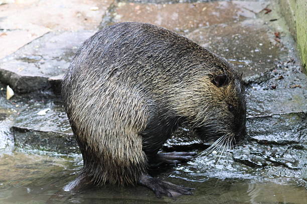 istock Beaver by the water 2213933731