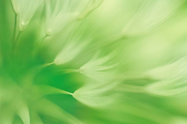 istock Blurred green plant as an abstract background 2213934505