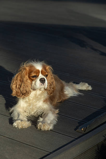 Cute Cavalier King Charles Spaniel dog relaxing on a wooden deck in warm sunlight, enjoying a peaceful outdoor moment. High quality photo