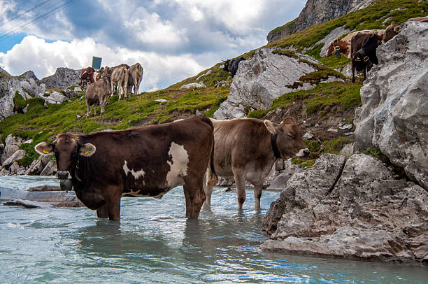 Cows in river in the Swiss alps