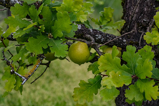 Quercus lobata, commonly called the valley oak. It is endemic to the state.  Springtime; Santa Rosa Plain; Santa Rosa; Sonoma County; California. Globular galls up to several centimeters in diameter are frequently attached to twigs of mature specimens of valley oak. These house the larval stage of small indigenous wasps Andricus quercuscalifornicus.