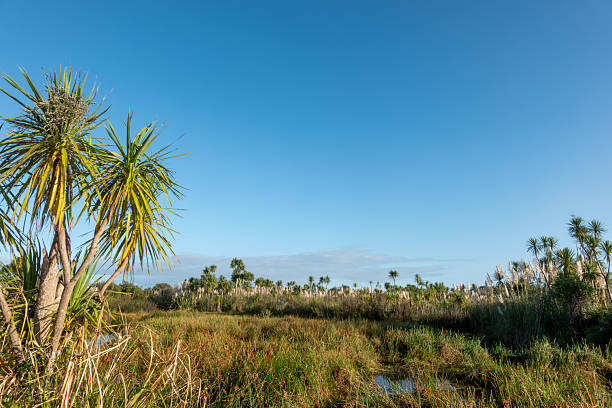 istock Natures vegetation in wetland 2213937297