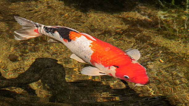 istock Brightly colored koi fish gracefully swimming in a tranquil pond surrounded by lush greenery during a sunny afternoon 2213937467