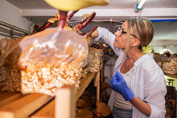 istock Harvesting Lingzhi Mushrooms for Elixir 2213938624