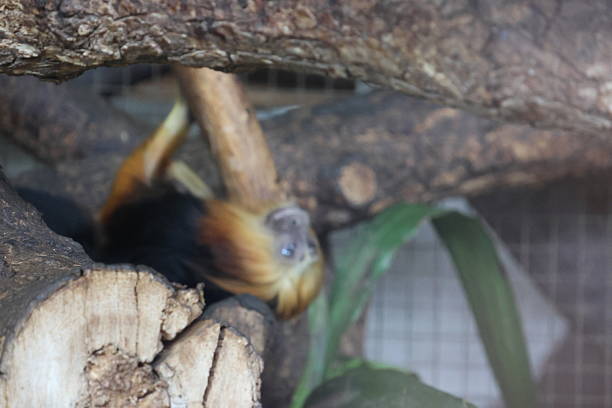 Primate species, including a Javan langur or leaf monkey (Lutung) are seen resting on wooden and natural tree structures within their tropical enclosures at Ragunan Zoo