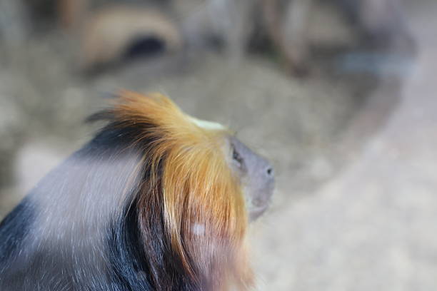 A monkey of the Tamarin breed eats vegetables on the floor of an enclosure in a zoo. Funny monkeys.