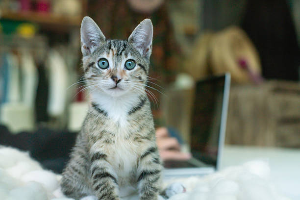 Cute tabby kitten with striking blue eyes sitting on a soft, white blanket while a person uses a laptop in the background