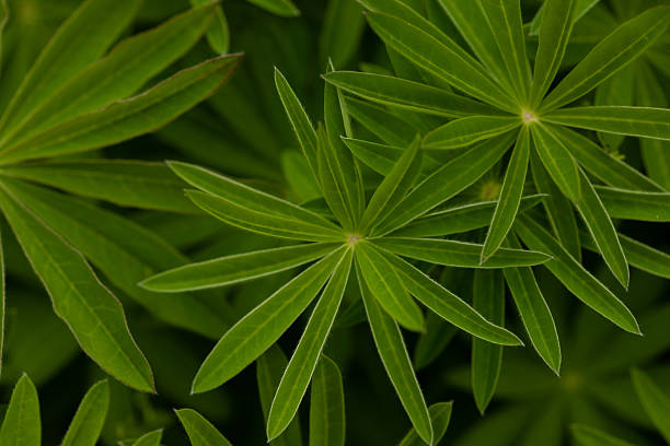 Lupin leaves, close-up, green natural background with copy space. High quality photo.
