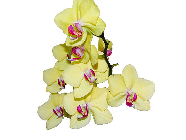 istock Yellow orchid flowers isolated on white background 2213941096