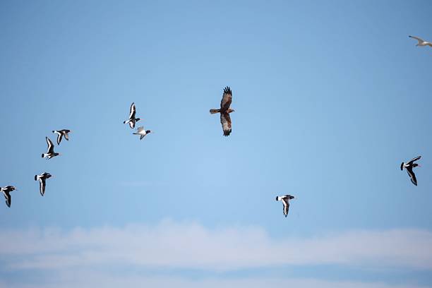istock Flock of Birds in Clear Sky 2213941123