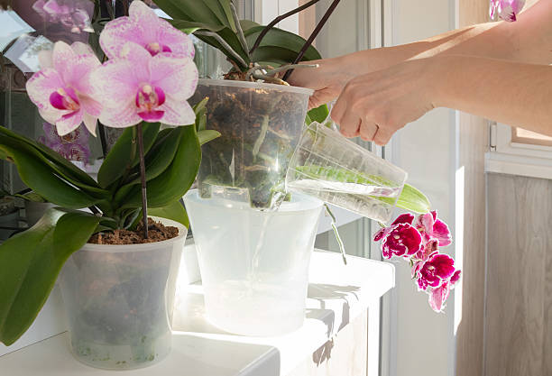 istock Properly hydrating orchids by bottom watering helps promote healthy root development. Home gardening. 2213941248