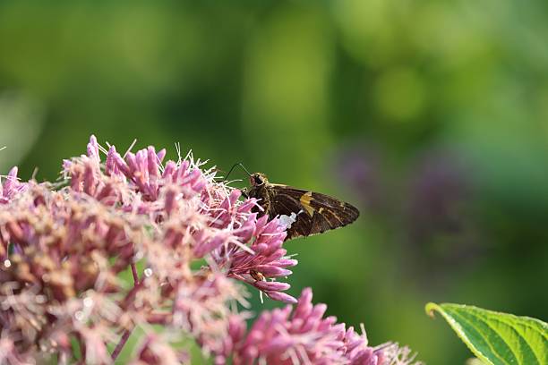 A close-up of a brown butterfly perched on vibrant pink flowers against a lush green background.