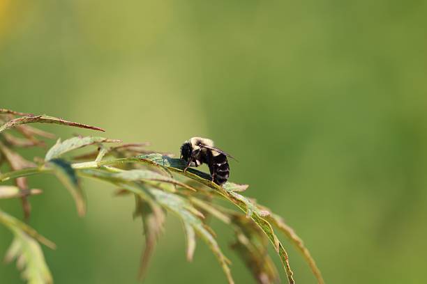 A close-up of a bee resting on a green leaf with a blurred green background, showcasing nature's beauty and intricate details.