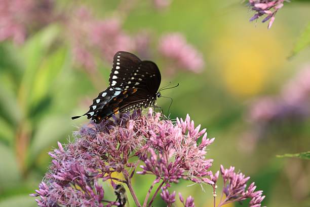 istock Black butterfly on pink flowers 2213943536