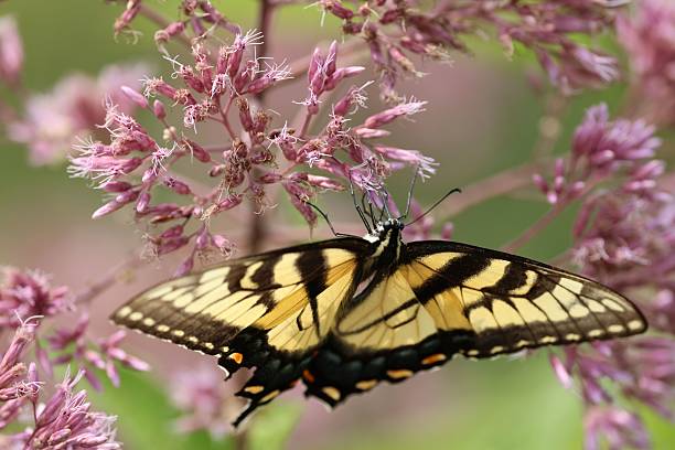 istock Butterfly on Pink Flowers 2213943569
