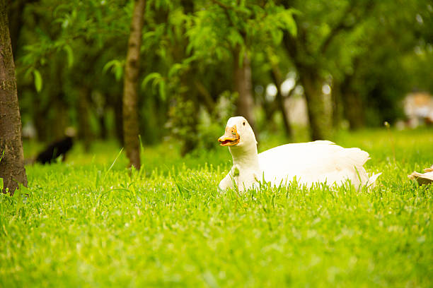 a large white goose on a green meadow