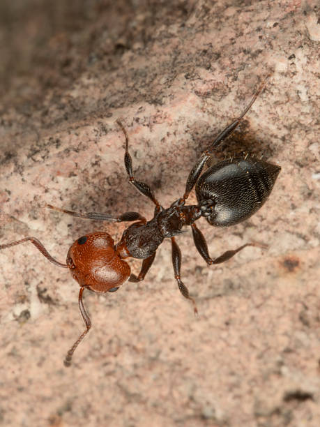 istock Crematogaster scutellaria or Red Head Ant 2213946762