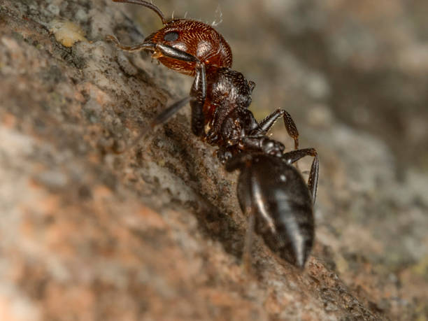 Crematogaster scutellaria or Red Head Ant