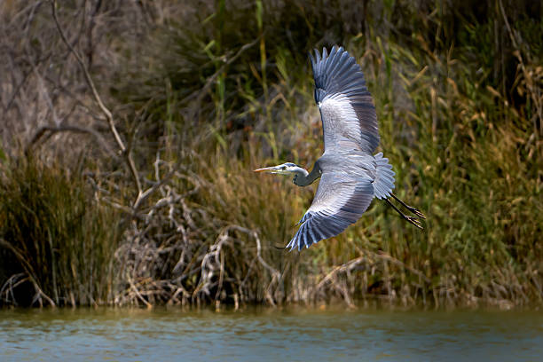 istock Grey Heron (Ardea cinerea) flying over water in front of a wild shore 2213947424