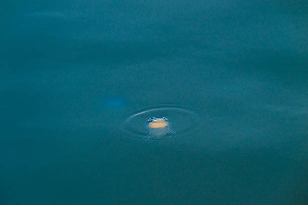 jellyfish floating in dark blue ocean.