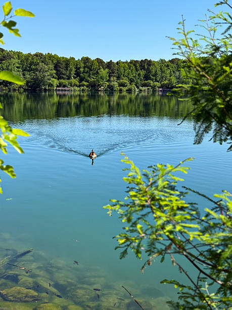 Canadian goose swims towards the shore at Oak Grove Lake Park in Chesapeake, Virginia