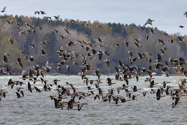 istock Bird migration from south to north 2213950616