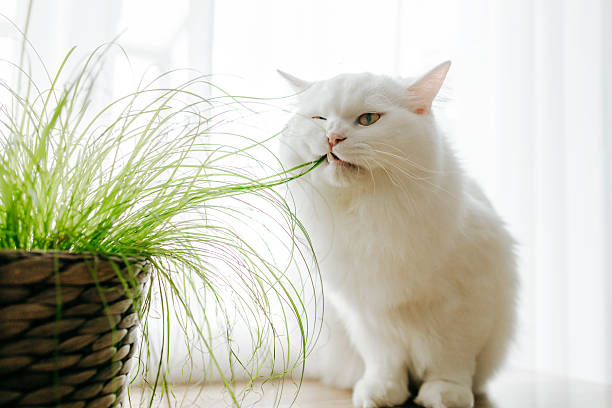 istock White fluffy cat eats cat grass. Vitamins for domestic cats 2213951711