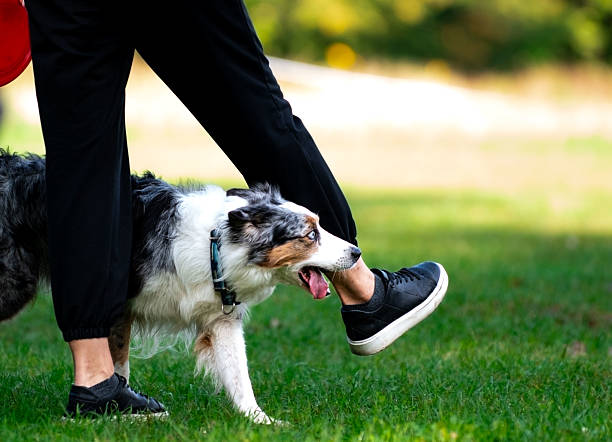 istock Australian Shepherd and  frisbee 2213953938