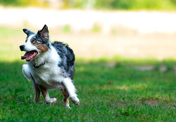 collection of portraits of active dogs of different breeds