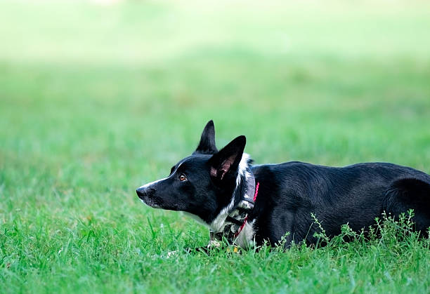 istock border collie and  frisbee 2213954654