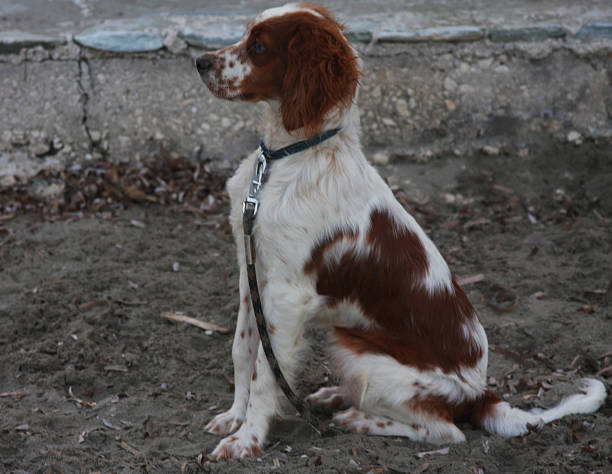 istock dog sitting on the beach 2213955117