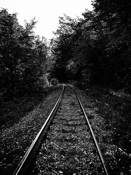 Abandoned railroad tracks in a section of forest.