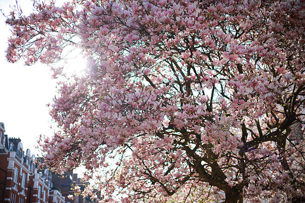 Colorful spring season view of the heart of London, a mesmerizing sight unfolds as the branches of a tree adorned with pink magnolia blossoms sway against the backdrop of a quintessential English building in the streets of Notting Hill, Chelsea and Kensington