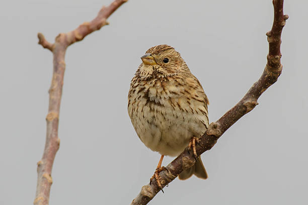 istock Corn Bunting Emberiza calandra Perched on a Branch in the Wild 2213961528