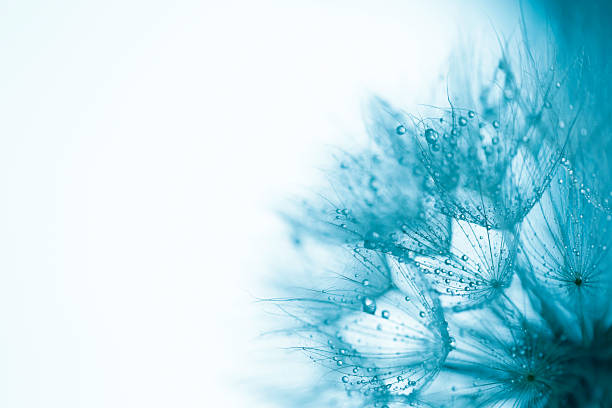 Abstract macro of a delicate dandelion and shiny raindrops. Nature background.