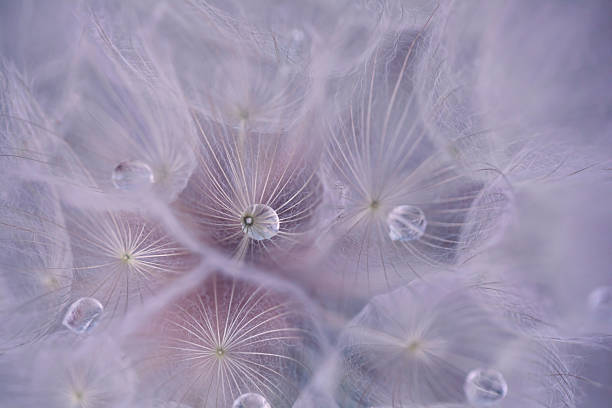 istock Beautiful dandelion macro with raindrops 2213961679
