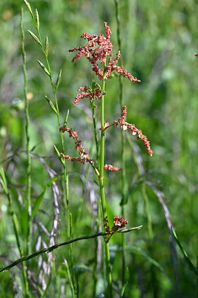istock Common sorrel (Rumex acetosa) flowers. Polydonaceae perennial plants. 2213962676