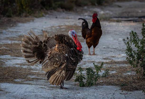 A wild turkey struts with its feathers fully spread as a rooster watches from the background. Captured in a rural setting in Mexico